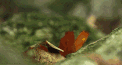 云龙谷漂流.gif